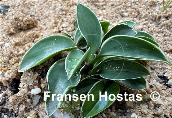 Hosta Buffalo Ice Mouse